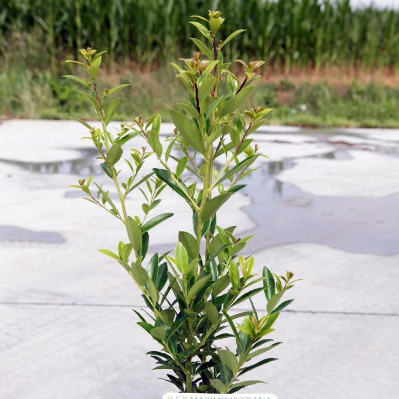 Ilex maximowicziana Kanehirae - Houx Mutchagara  (Port)