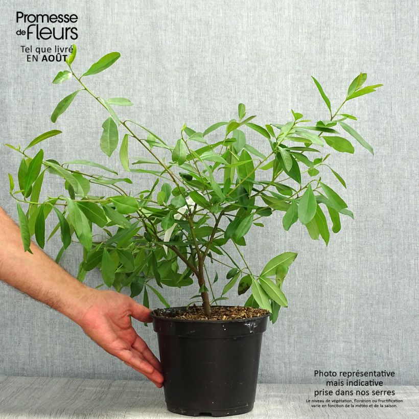 Spécimen de Ilex paraguariensis - Yerba maté, Thé du Paraguay Pot de 3L/4L tel que livré en été