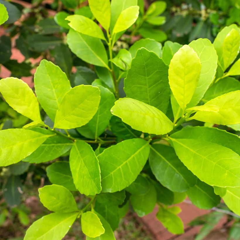 Ilex paraguariensis - Yerba maté, Thé du Paraguay (Feuillage)