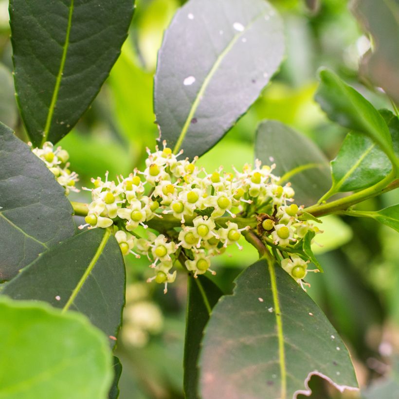 Ilex paraguariensis - Yerba maté, Thé du Paraguay (Floraison)