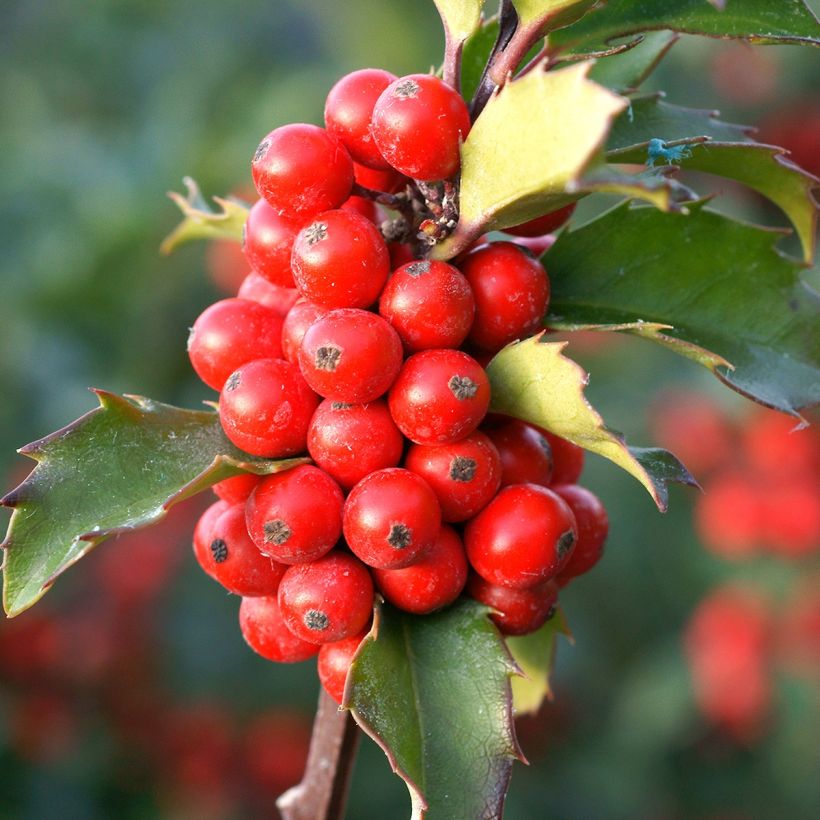 Houx - Ilex (x) meserveae Mesid (Récolte)