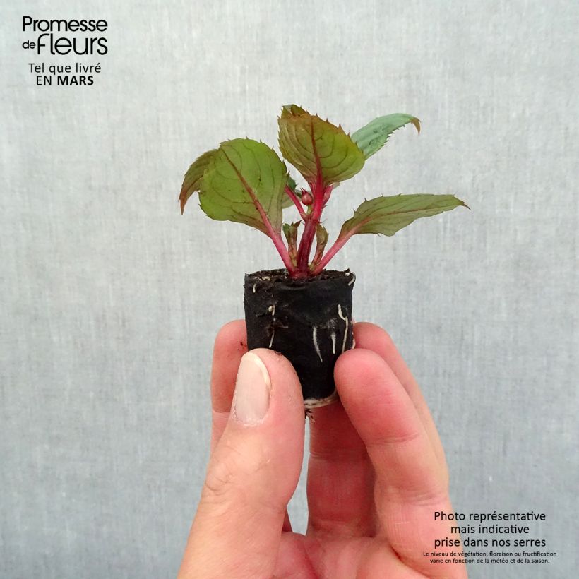 Spécimen de Impatiens SunPatiens Compact Blush Pink Mini-motte 4 cm tel que livré au printemps