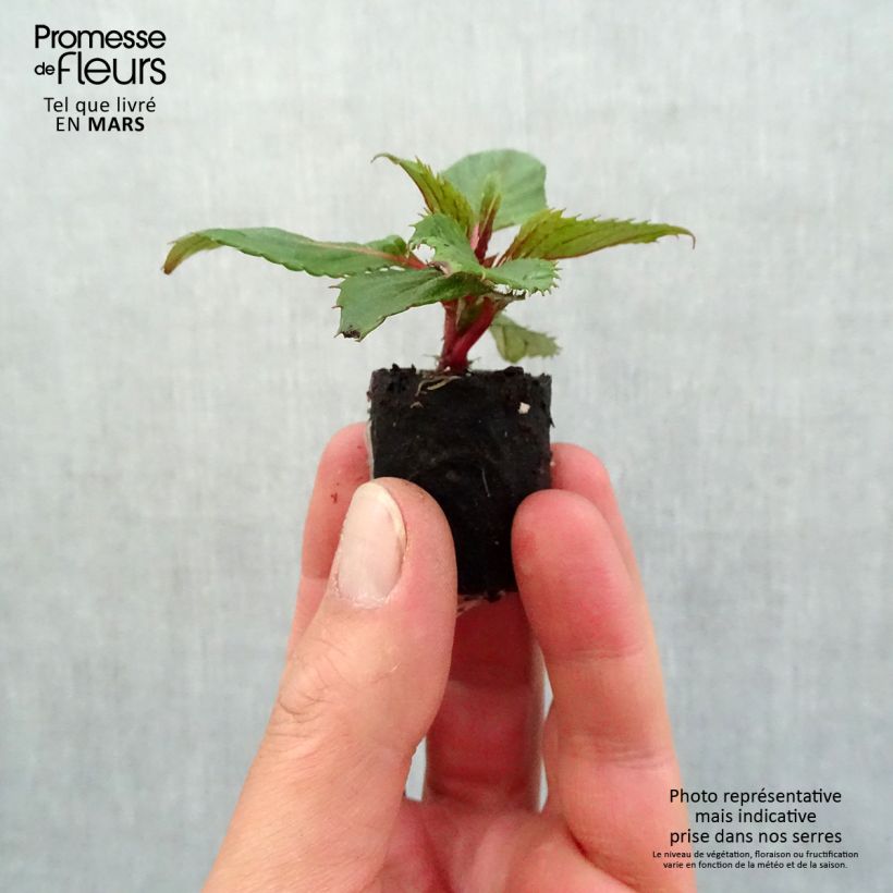 Spécimen de Impatiens SunPatiens Compact Hot Coral Mini-motte 4 cm tel que livré au printemps