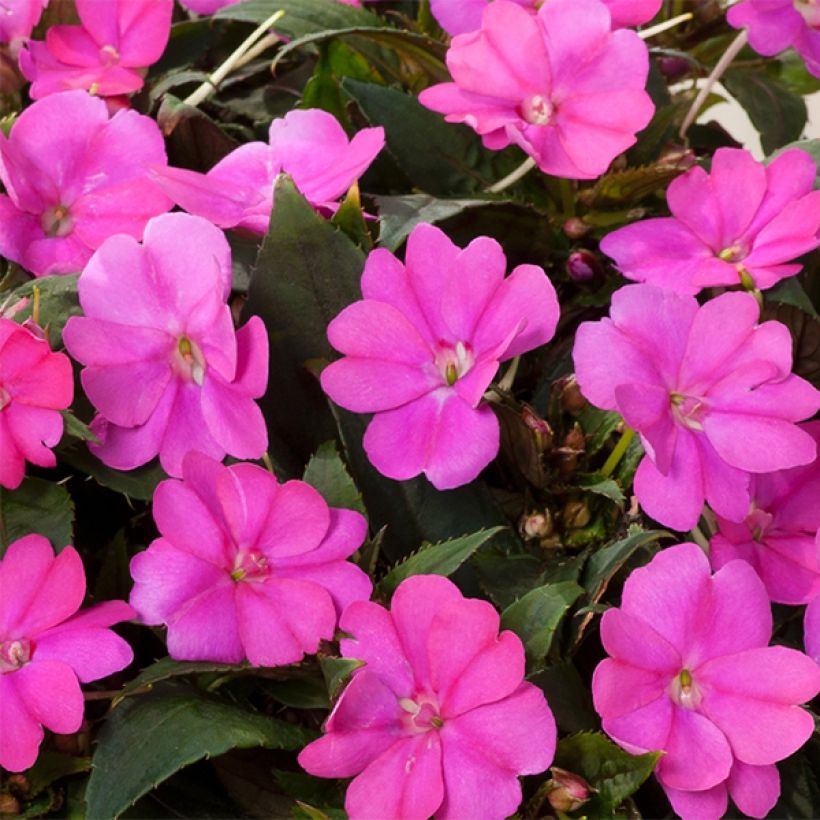 Impatiens SunPatiens Compact Hot Lilac (Floraison)