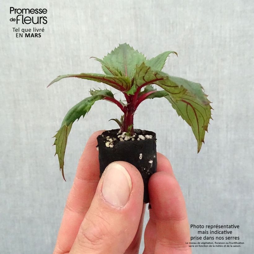 Spécimen de Impatiens SunPatiens Compact Purple Mini-motte 4 cm tel que livré au printemps