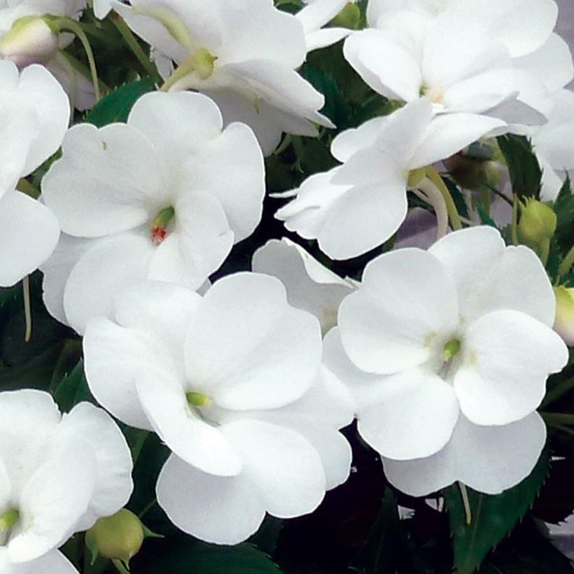 Impatiens SunPatiens Vigorous Clear White Mini-mottes (Floraison)