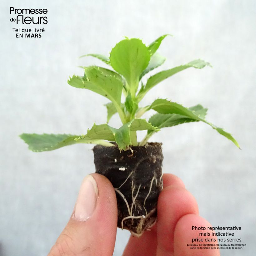 Spécimen de Impatiens SunPatiens Vigorous Clear White Mini-mottes Mini-motte 4 cm tel que livré au printemps
