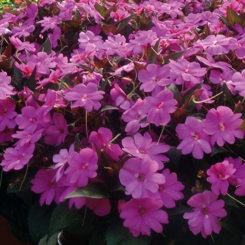 Impatiens SunPatiens Vigorous Lavender Mini-mottes (Floraison)