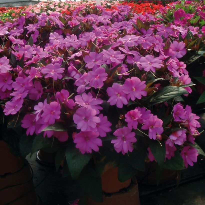 Impatiens SunPatiens Vigorous Lavender Mini-mottes (Port)