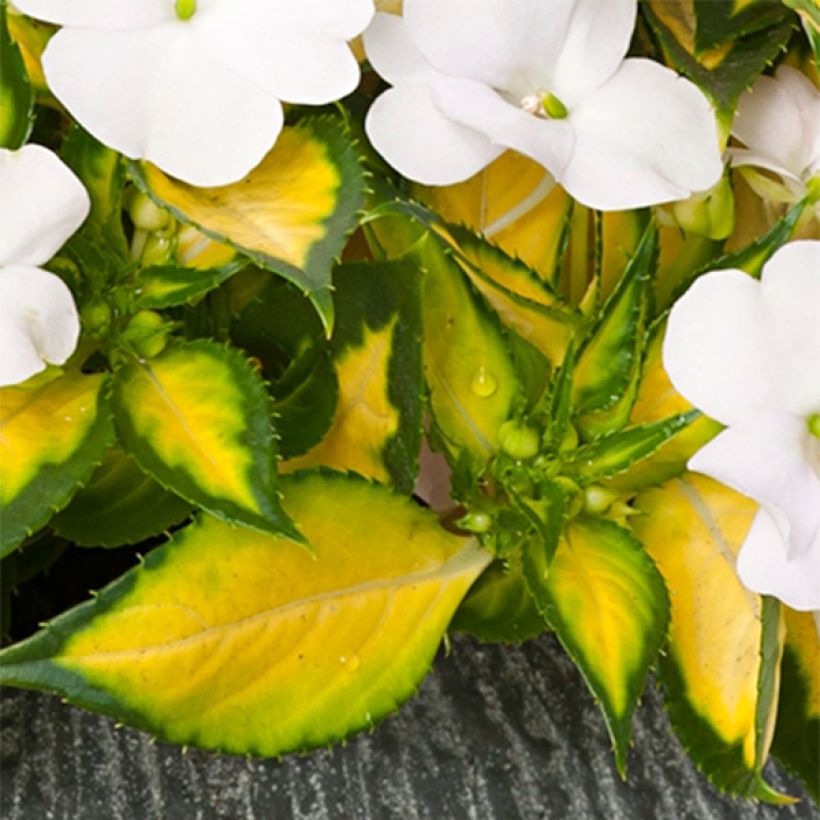 Impatiens SunPatiens Vigorous White Variegated (Feuillage)