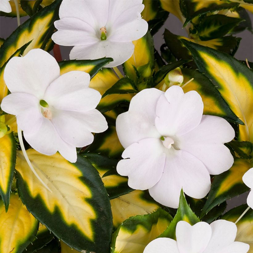 Impatiens SunPatiens Vigorous White Variegated (Floraison)