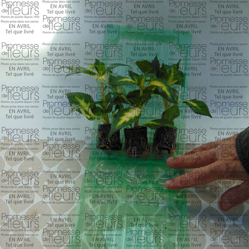 Exemple de spécimen de Impatiens SunPatiens Vigorous White Variegated Mini-motte 4 cm tel que livré
