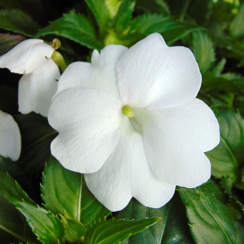 Impatiens SunPatiens compact Blanc (Floraison)