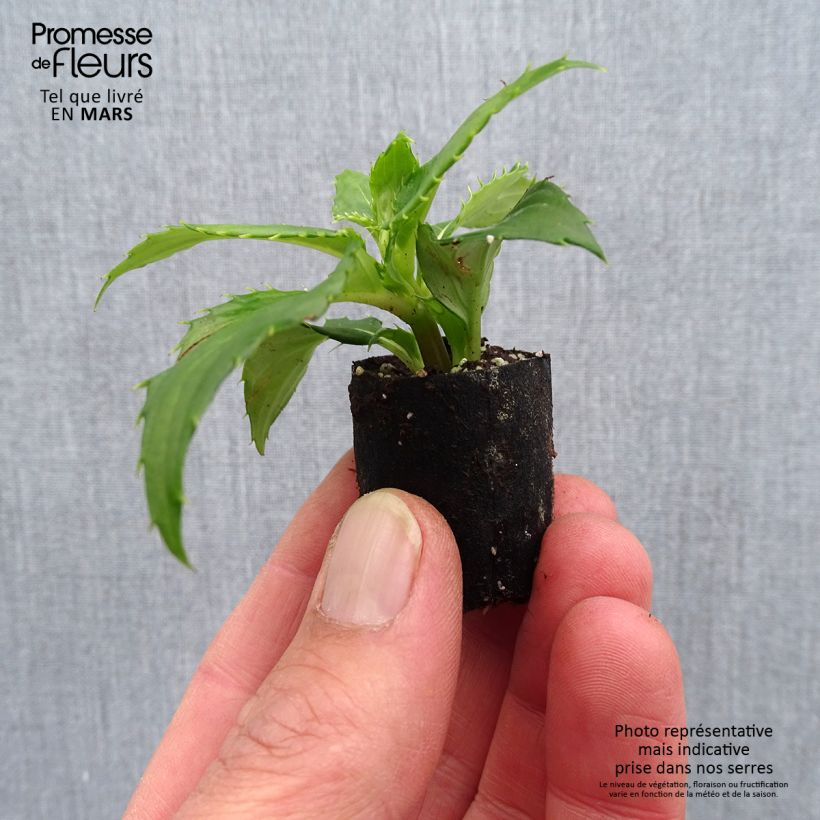 Spécimen de Impatiens SunPatiens compact Blanc Mini-motte 4 cm tel que livré au printemps