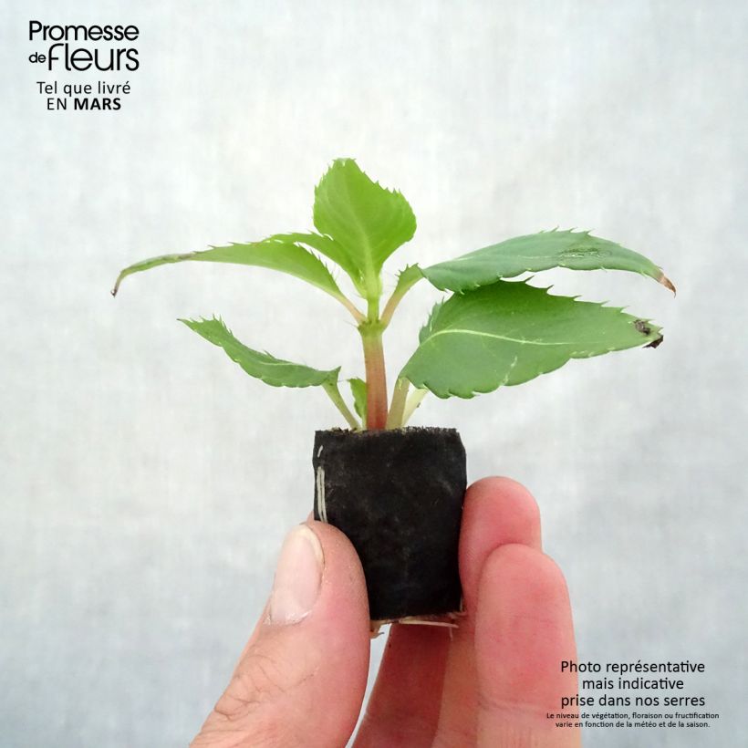Spécimen de Impatiens Sunpatiens Compact Electric Orange Mini-motte 4 cm tel que livré au printemps