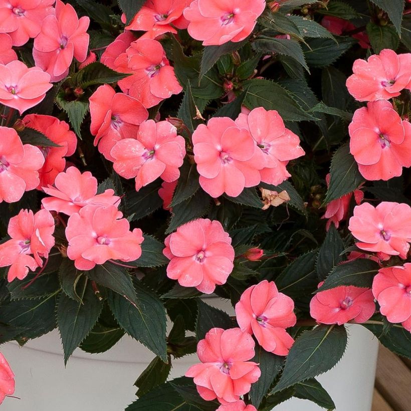 Impatiens Sunpatiens Vigorous Pink Pearl Mini-mottes (Feuillage)