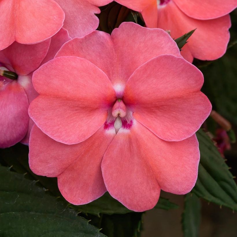 Impatiens Sunpatiens Vigorous Pink Pearl Mini-mottes (Floraison)