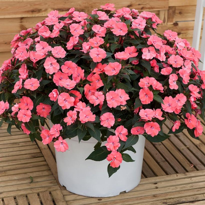 Impatiens Sunpatiens Vigorous Pink Pearl Mini-mottes (Port)