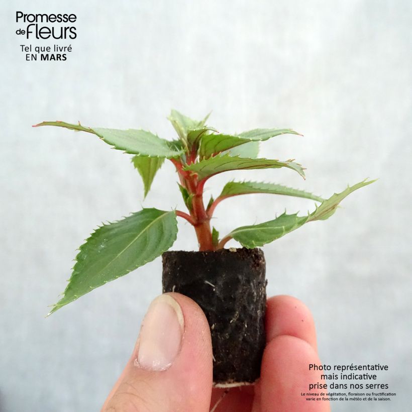 Spécimen de Impatiens Sunpatiens Vigorous Pink Pearl Mini-mottes Mini-motte 4 cm tel que livré au printemps