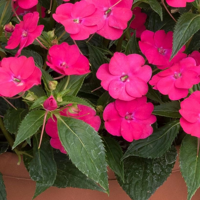 Impatiens Sunpatiens Vigorous Rose Pink Mini-mottes (Feuillage)