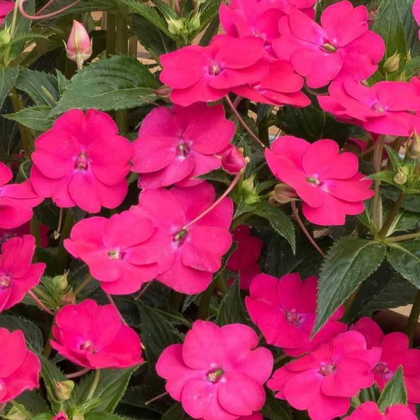 Impatiens Sunpatiens Vigorous Rose Pink Mini-mottes (Floraison)