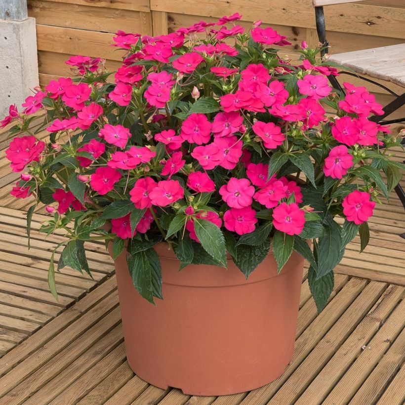 Impatiens Sunpatiens Vigorous Rose Pink Mini-mottes (Port)