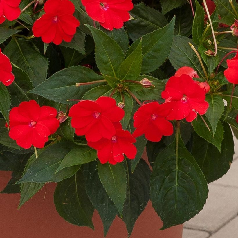 Impatiens Sunpatiens Vigorous Scarlet Mini-mottes (Feuillage)