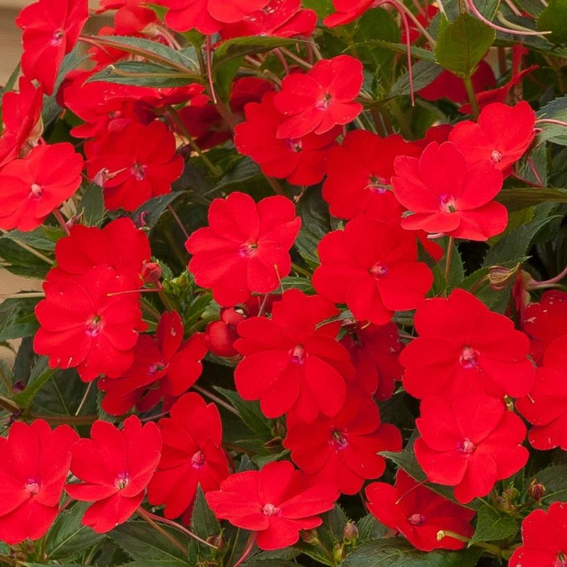 Impatiens Sunpatiens Vigorous Scarlet Mini-mottes (Floraison)