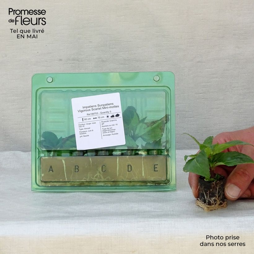Spécimen de Impatiens Sunpatiens Vigorous Scarlet Mini-mottes Mini-motte 4 cm tel que livré au printemps
