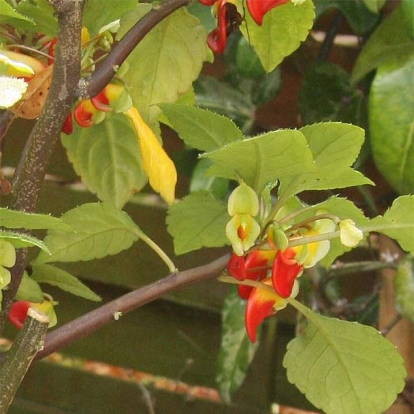 Impatiens niamniamensis rouge et jaune - Impatience de Zanzibar (Feuillage)