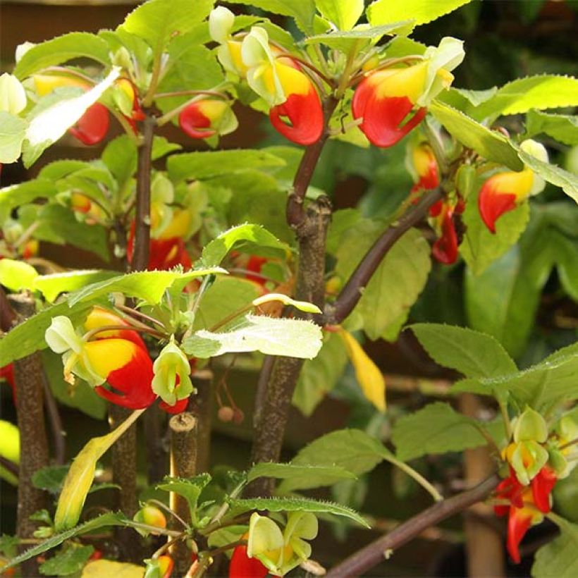 Impatiens niamniamensis rouge et jaune - Impatience de Zanzibar (Floraison)