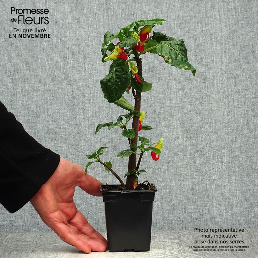 Spécimen de Impatiens niamniamensis rouge et jaune - Impatience de Zanzibar Godet de 7/8 cm tel que livré en automne