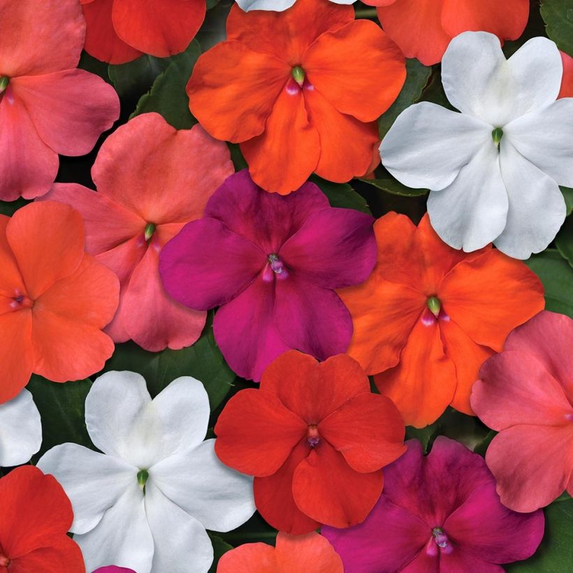 Impatiens walleriana Beacon Mix (Floraison)