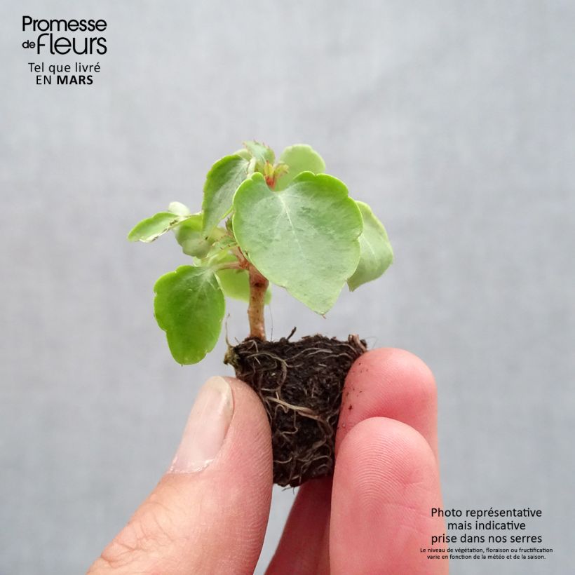Spécimen de Impatiens walleriana Beacon Mix - motte de 2 cm tel que livré au printemps