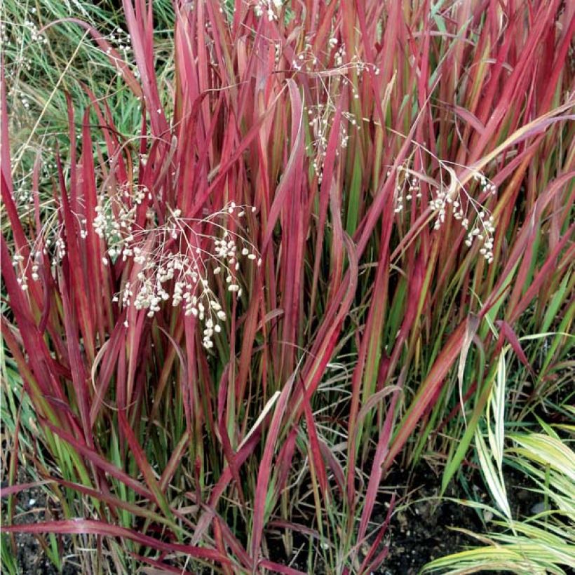 Imperata cylindrica Red Baron (Port)