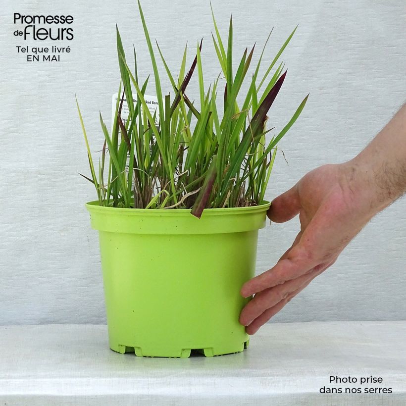 Spécimen de Imperata cylindrica Red Baron - 2L/3L tel que livré au printemps