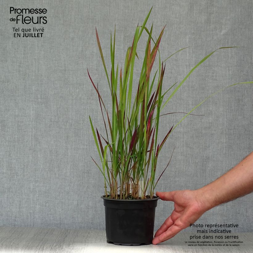 Spécimen de Imperata cylindrica Red Baron Pot de 2L/3L tel que livré en été