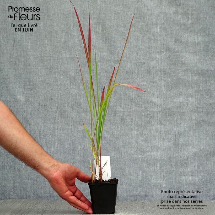 Spécimen de Imperata cylindrica Red Baron Godet de 8/9 cm tel que livré en été