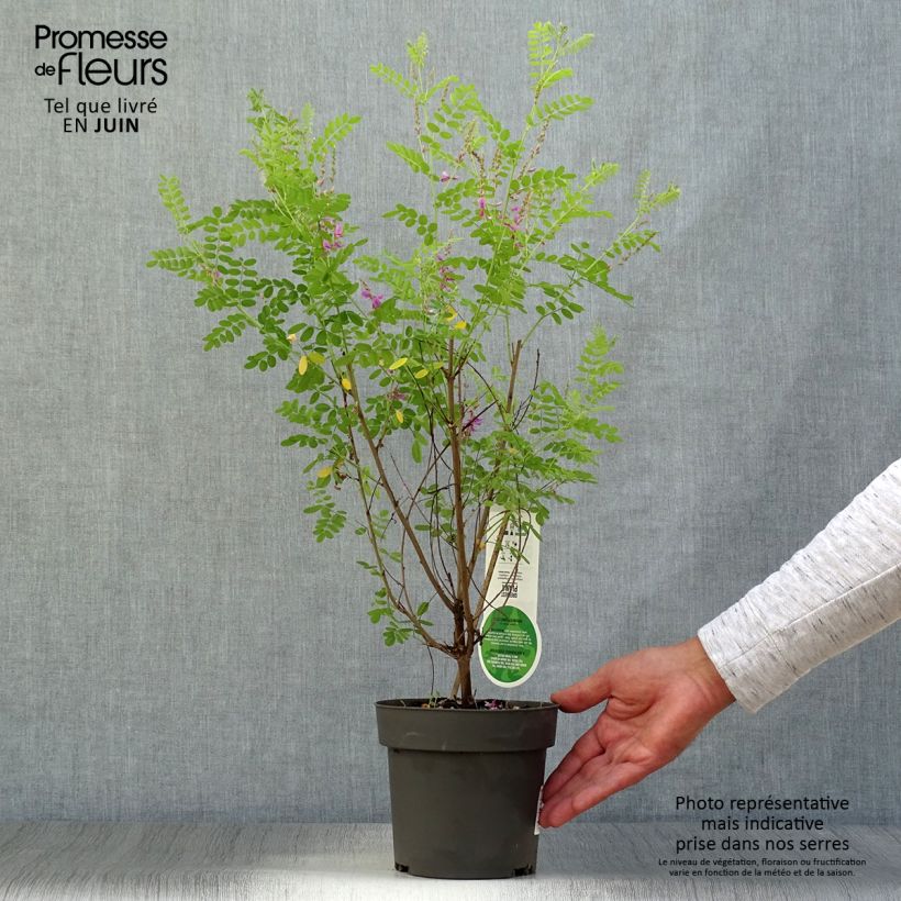Spécimen de Indigofera heterantha (gerardiana) - Indigotier rose Pot de 2L/3L tel que livré en été