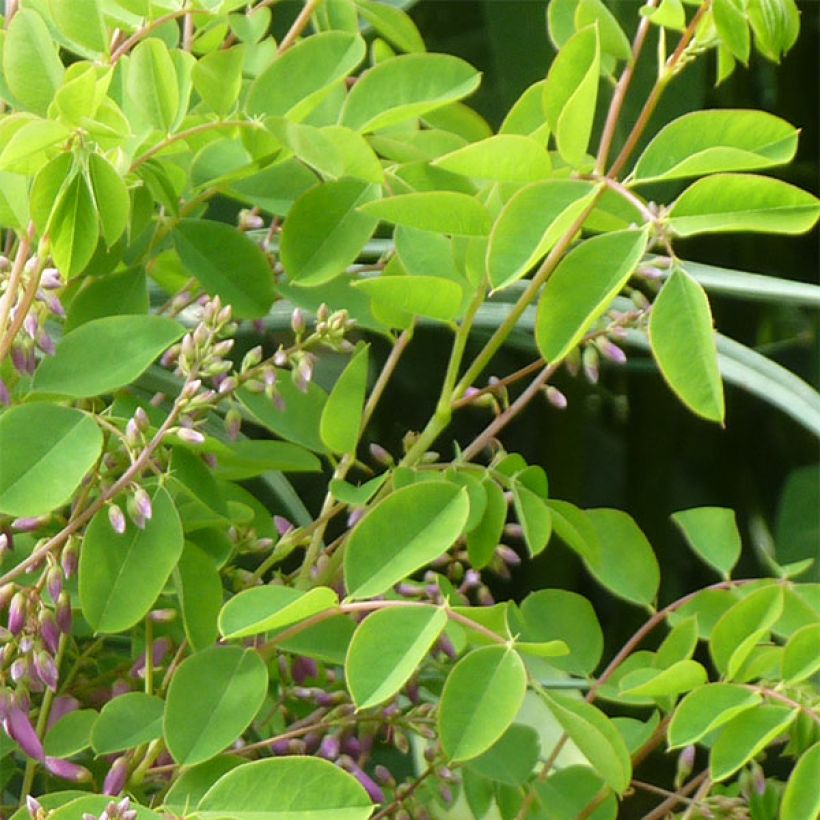 Indigofera kirilowii - Indigotier de Kirilov (Feuillage)