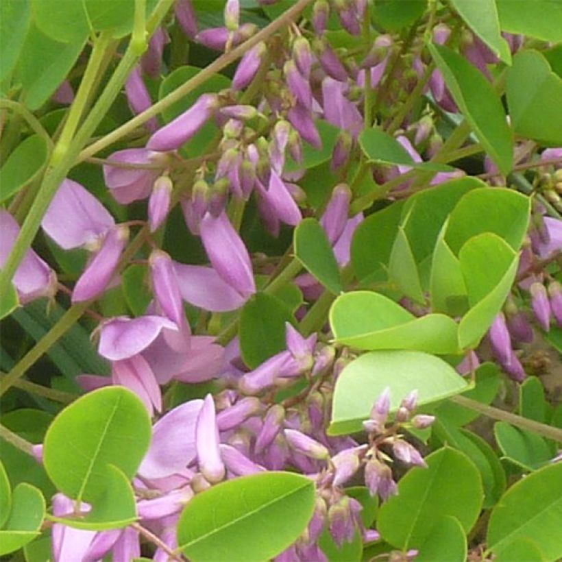 Indigofera kirilowii - Indigotier de Kirilov (Floraison)