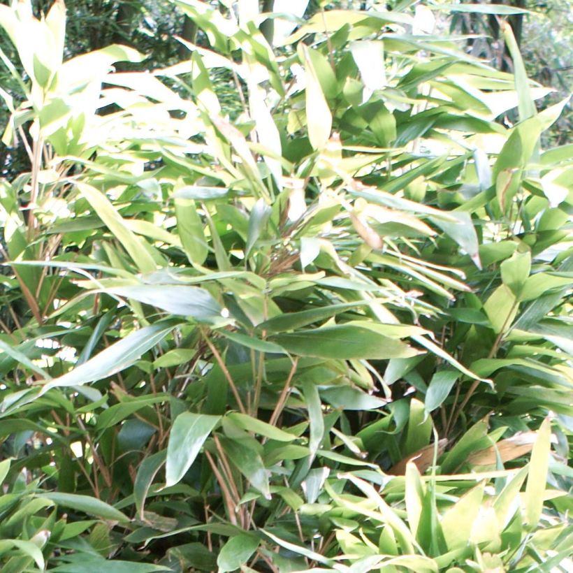 Indocalamus latifolius - Bambou nain (Feuillage)