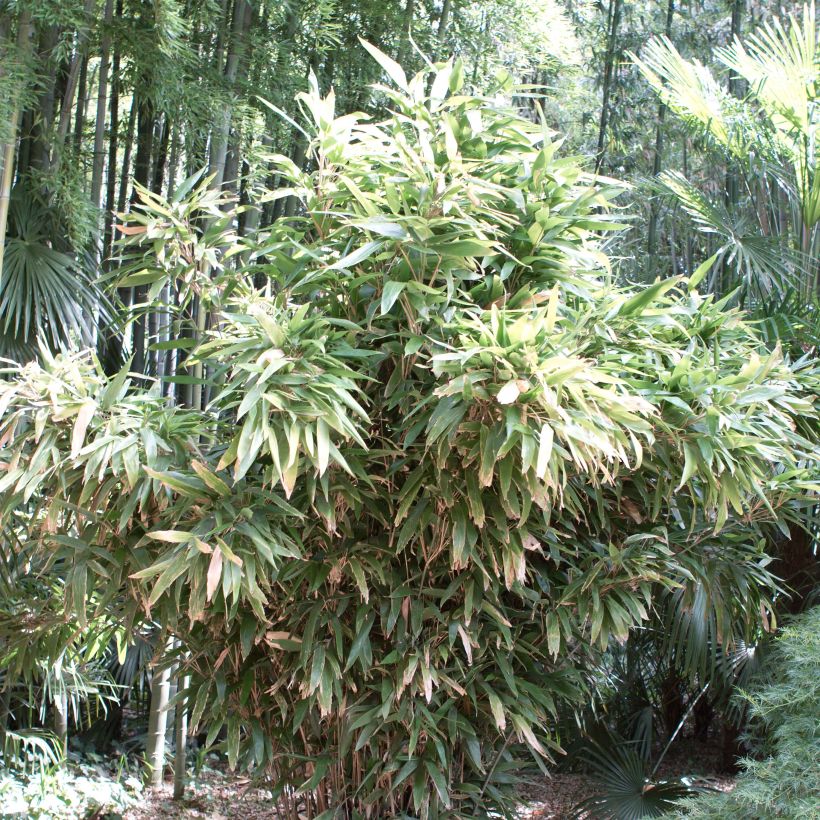 Indocalamus latifolius - Bambou nain (Port)