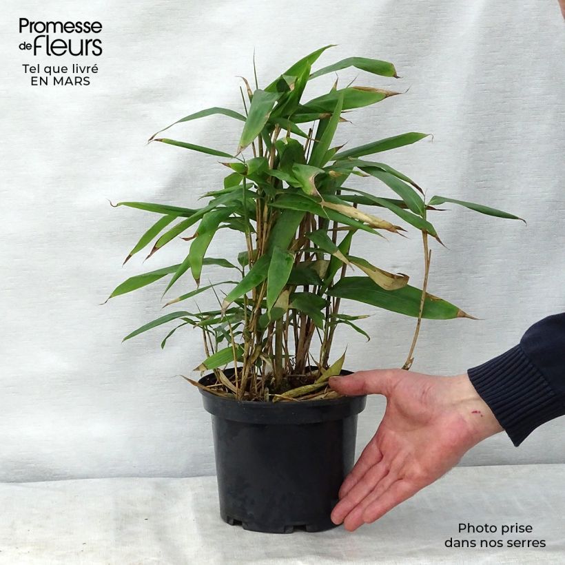 Spécimen de Indocalamus latifolius - Bambou nain Pot de 2L/3L tel que livré au printemps