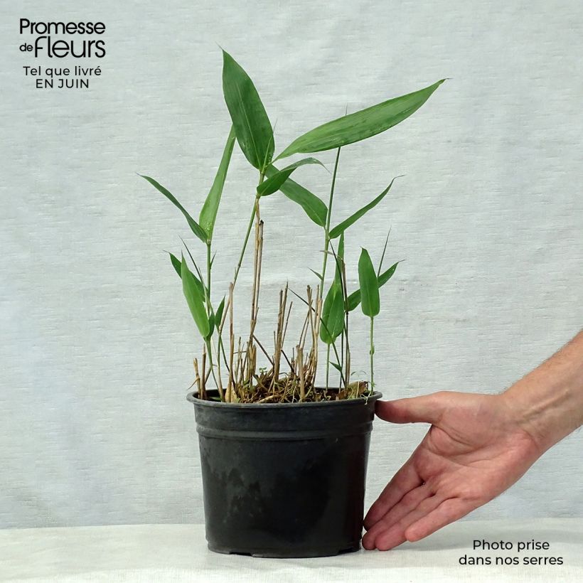Spécimen de Indocalamus latifolius - Bambou nain Pot de 2L/3L tel que livré en été