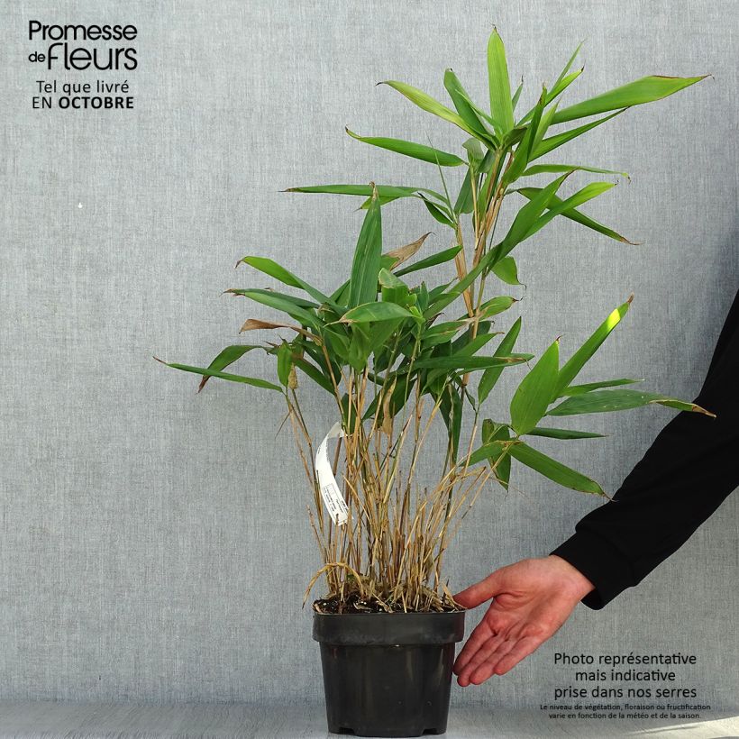 Spécimen de Indocalamus latifolius - Bambou nain tel que livré en automne