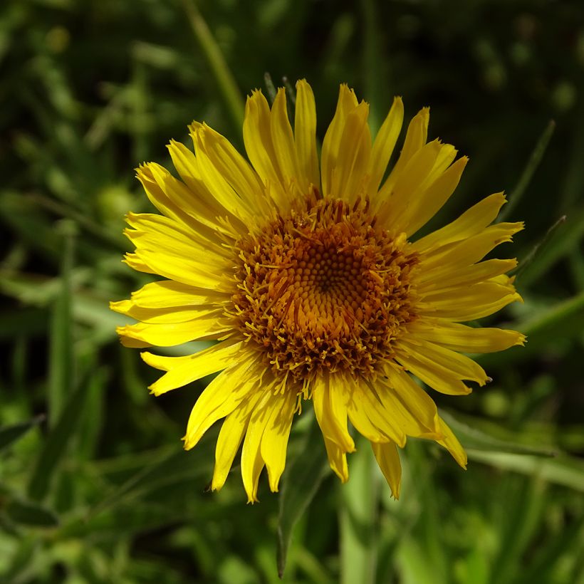 Inula ensifolia - Aunée à feuilles récurvées (Floraison)