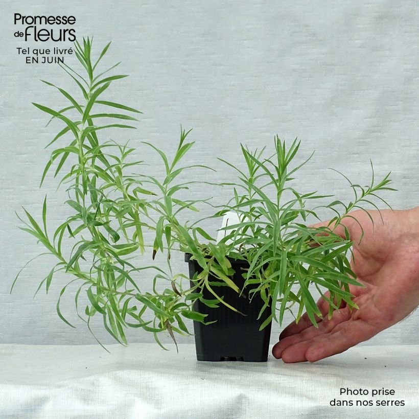 Spécimen de Inula ensifolia - Aunée à feuilles récurvées Godet de 8/9 cm tel que livré en été