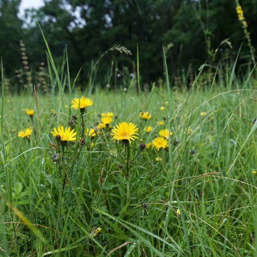 Inula ensifolia - Aunée à feuilles récurvées (Port)