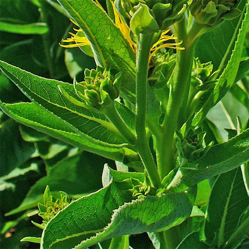 Inula helenium - Grande Aunée (Feuillage)